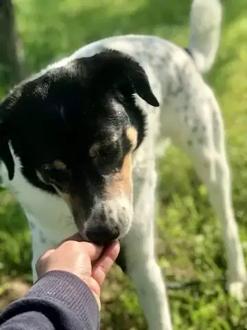 Lily photo 3