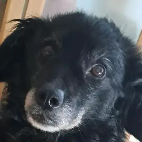 Maya