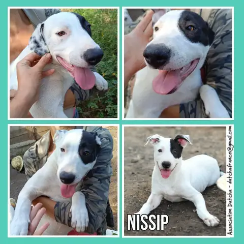 Nissip