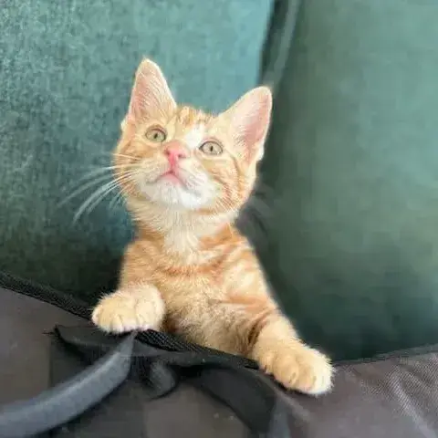 Garfield photo 3