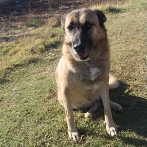 Stella