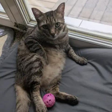 Elmo