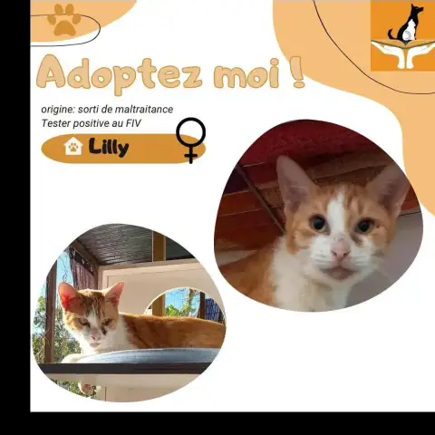 Lilly