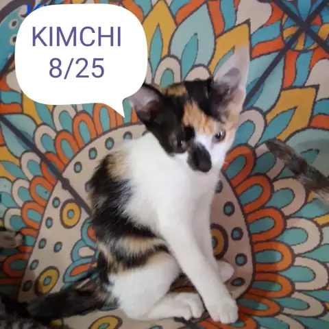 Kimchi photo 2