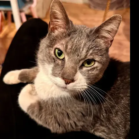Kenai