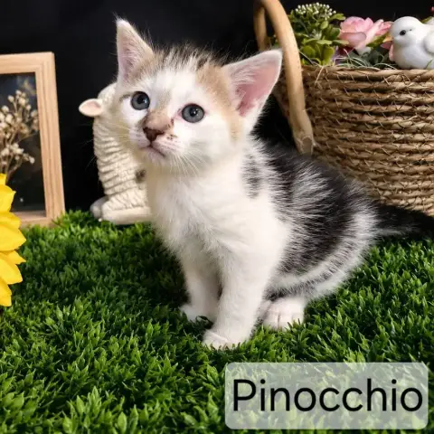 Pinocchio