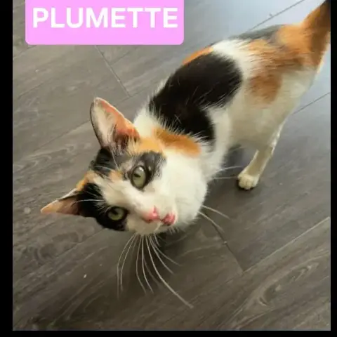 Plumette