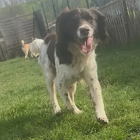 Huxley
