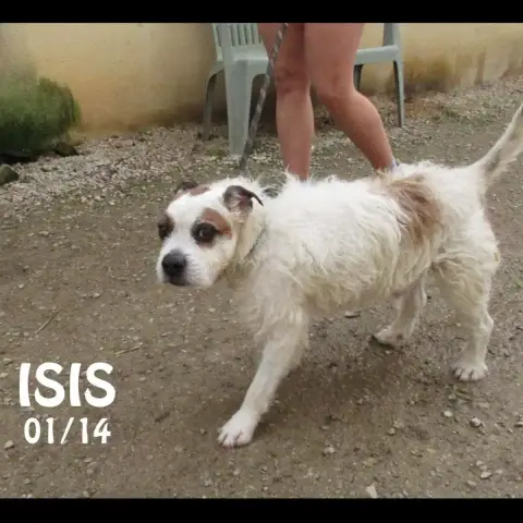 Isis