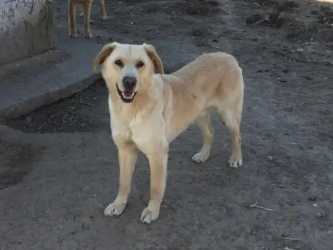 Archie