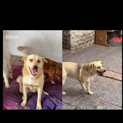 Ben 2