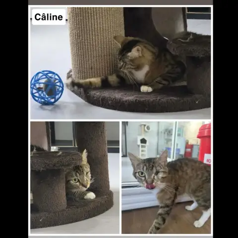 Câline