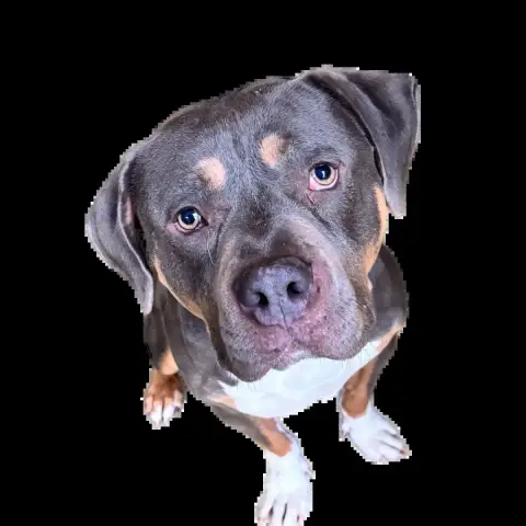 Tayson