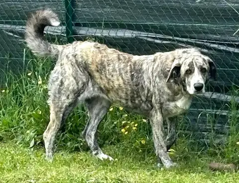 Leïla