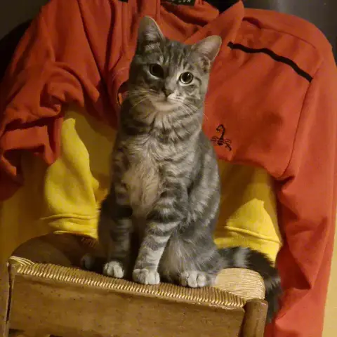 Arko