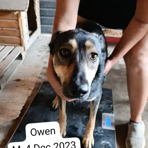 Owen photo 3
