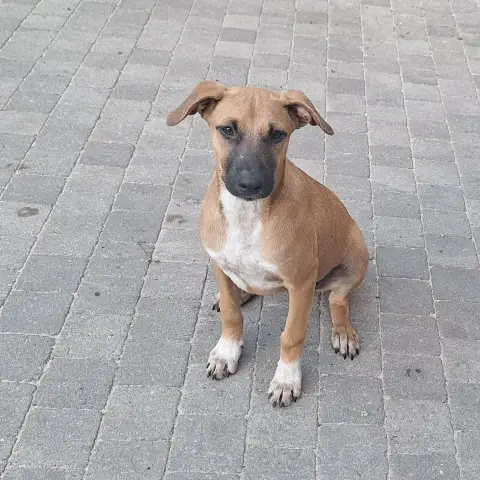 Bubba