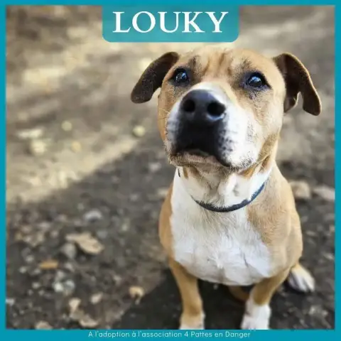Louky