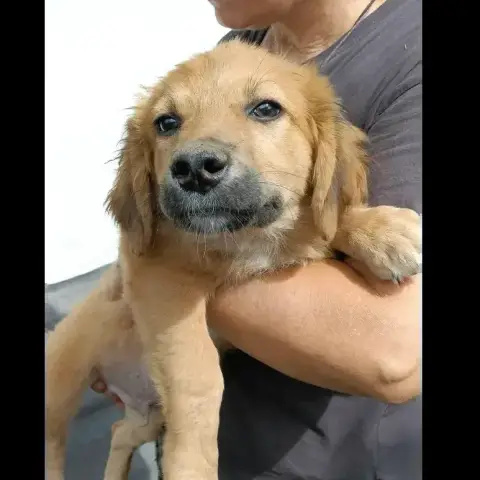 Pumba