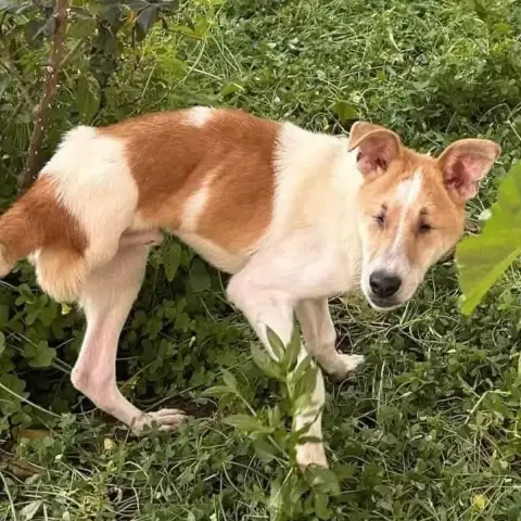 Loki