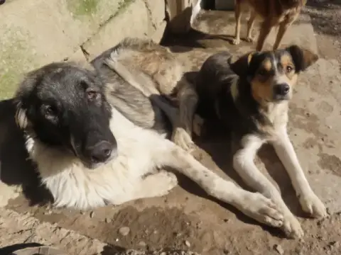 Sancho photo 3