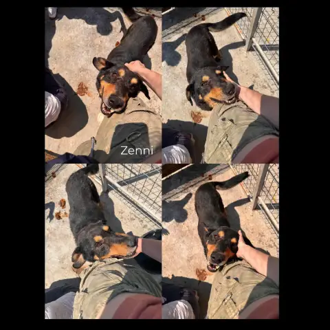 Zenni