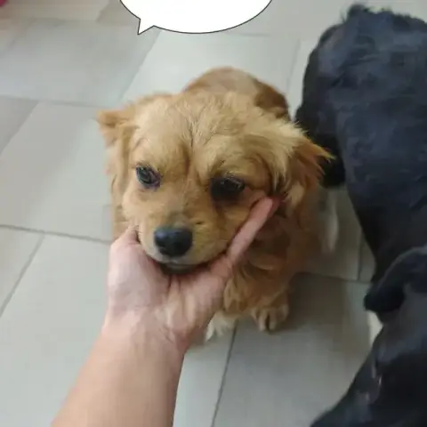 Ancolie