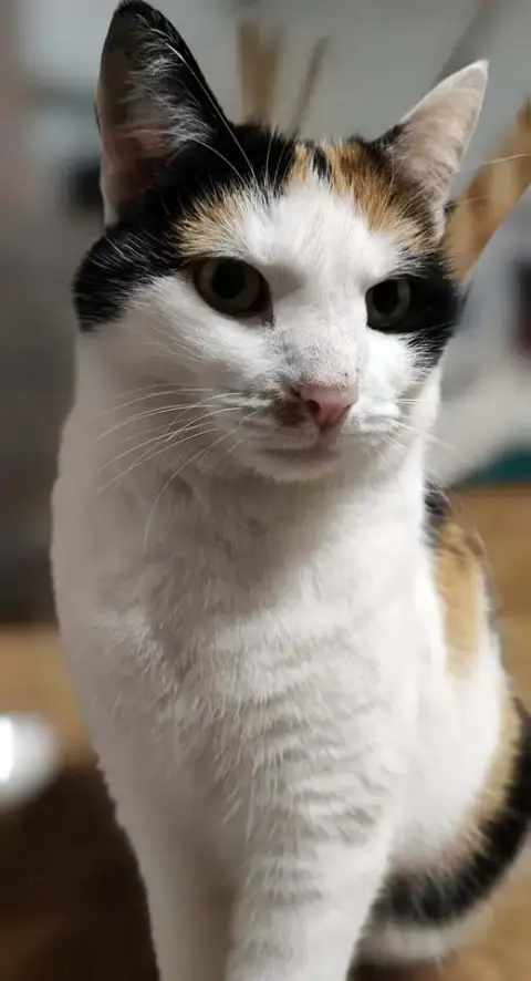 Choupette photo 2