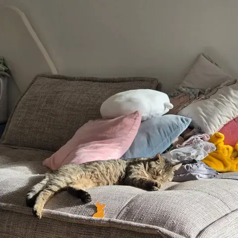 Minou photo 2
