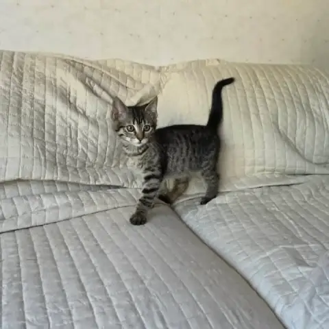 Veronica