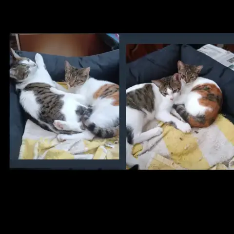 Pam Et Pim
