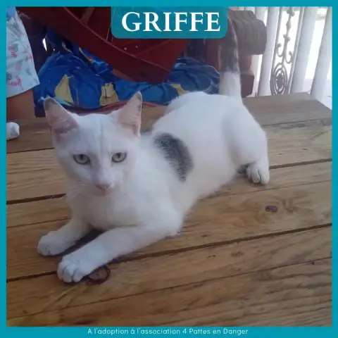 Griffe