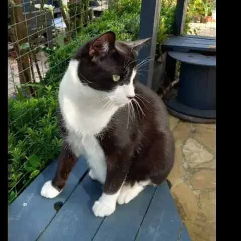 Vito