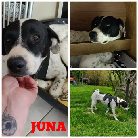 Juna photo 2