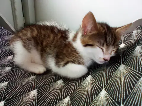 Pouppy