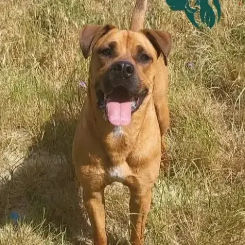 Baloo
