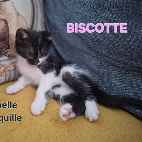 Biscotte