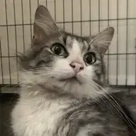 Chester