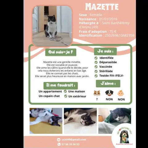 Mazette