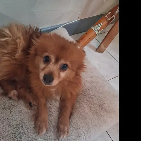 Milo photo 2