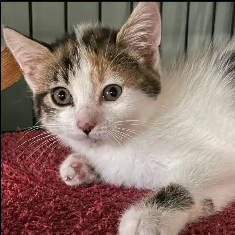 Sabrina