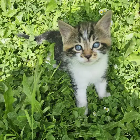 Chatons À L'Adoption
