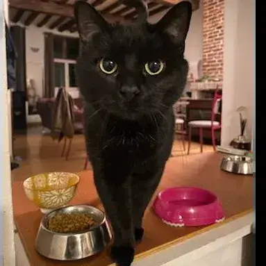 Mellita