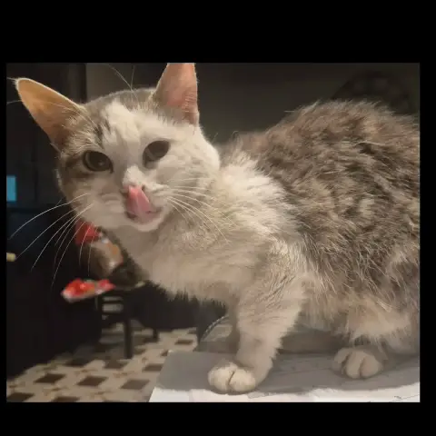 Jolie