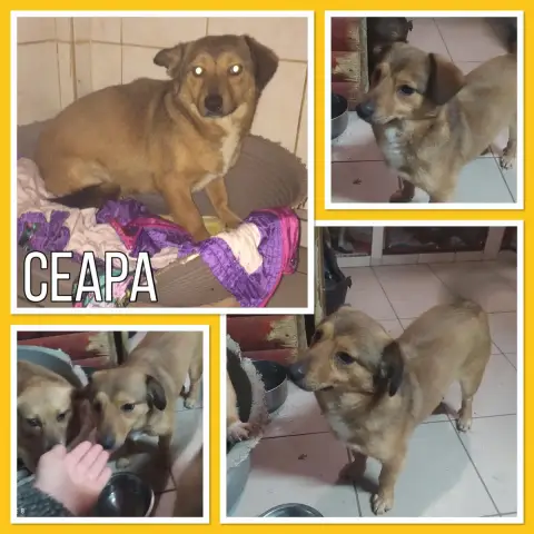 Ceapa