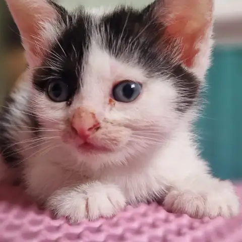 Suki