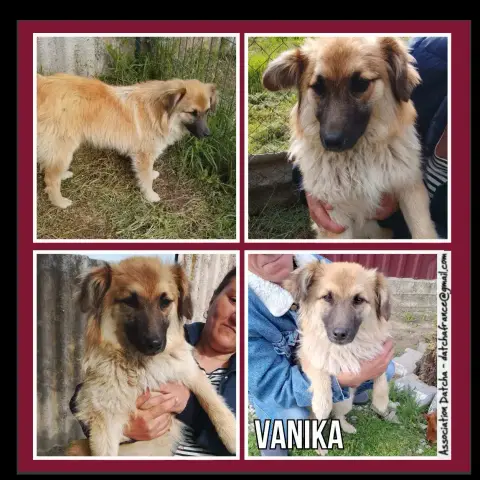 Vanika