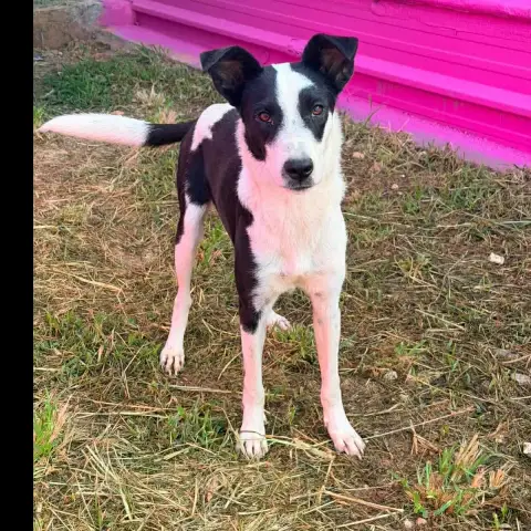 🐾 Panda