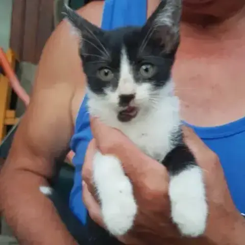 Chaplin