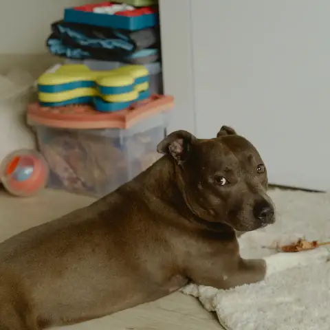 Nala photo 3